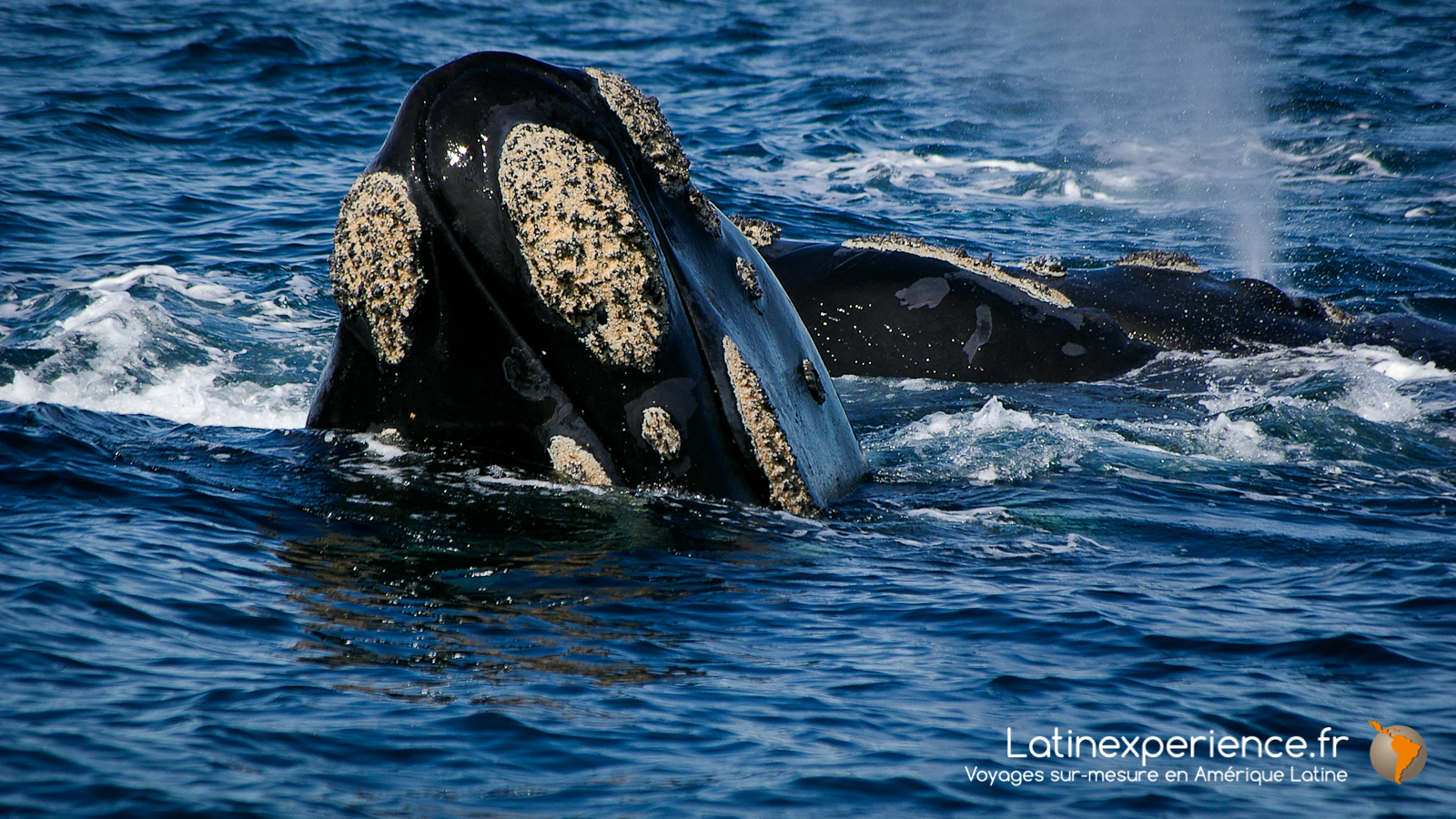 Argentine - Baleine - Péninsule de Valdes - Latinexperience voyages