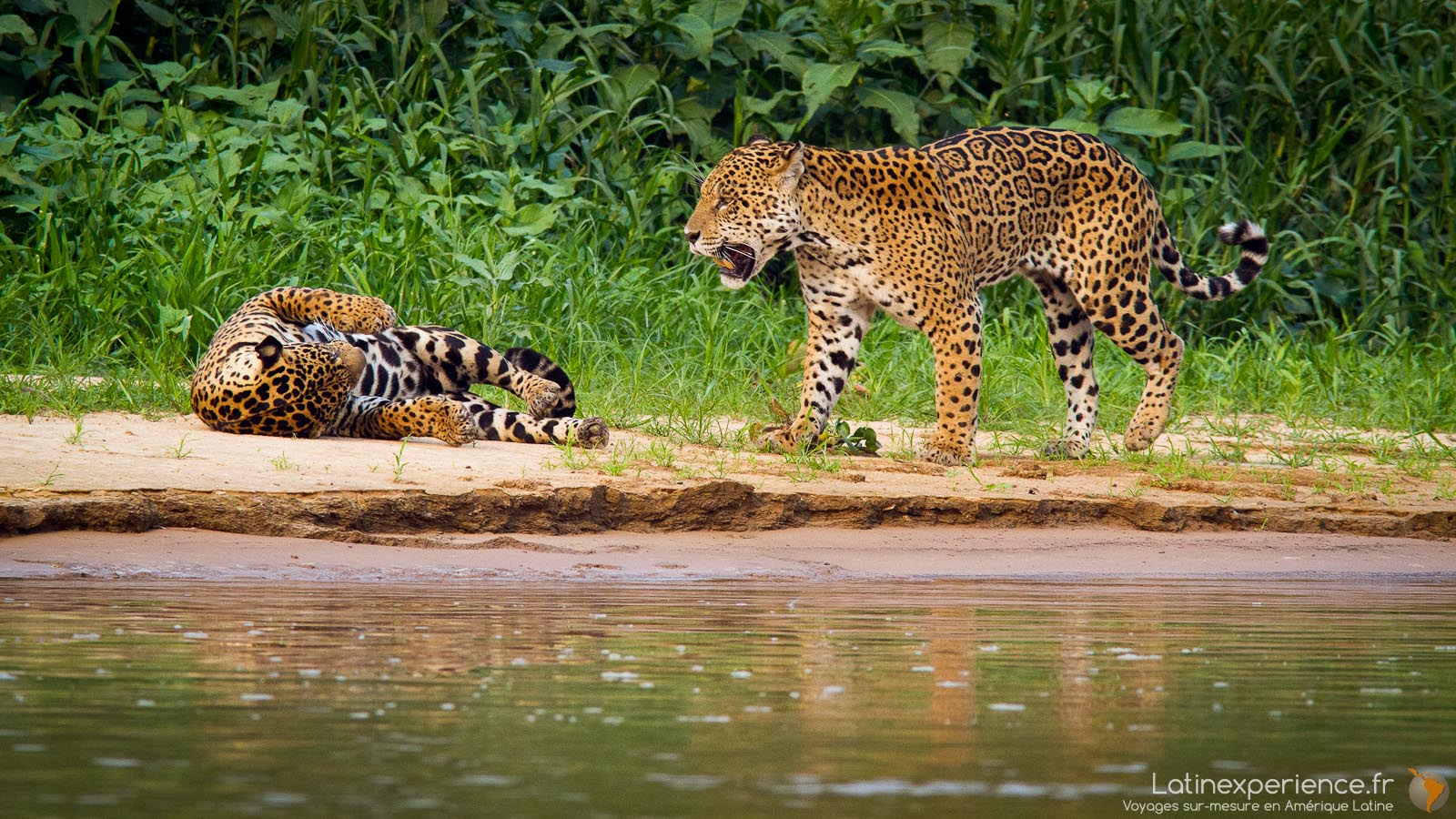 Bresil - nature -Pantanal - Jaguar - Latinexperience voyages