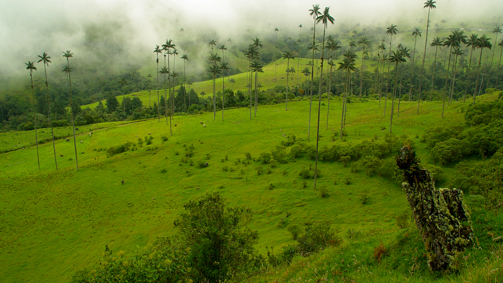 Colombie - Salento