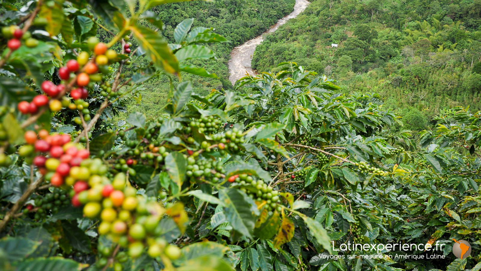 Colombie - Cordillère - café - Quand Partir - Latinexperience voyages