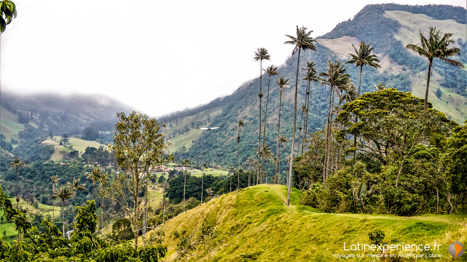 Colombie - Salento - Parc de Cocora - Latinexperience voyages