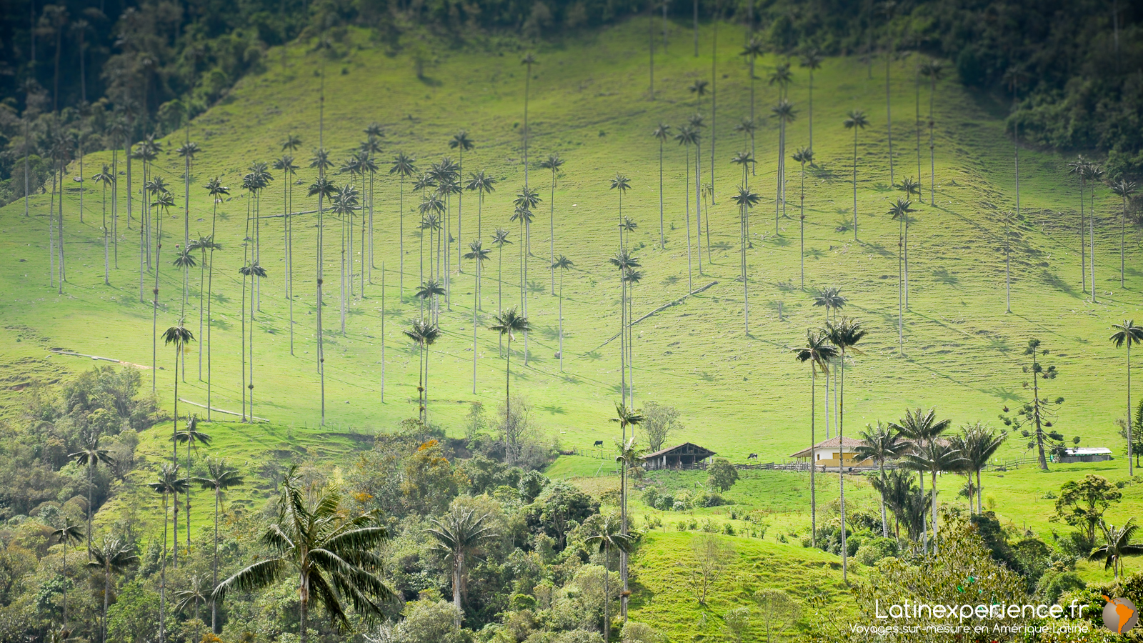 Colombie - Salento - Vallée de Cocora Latinexperience