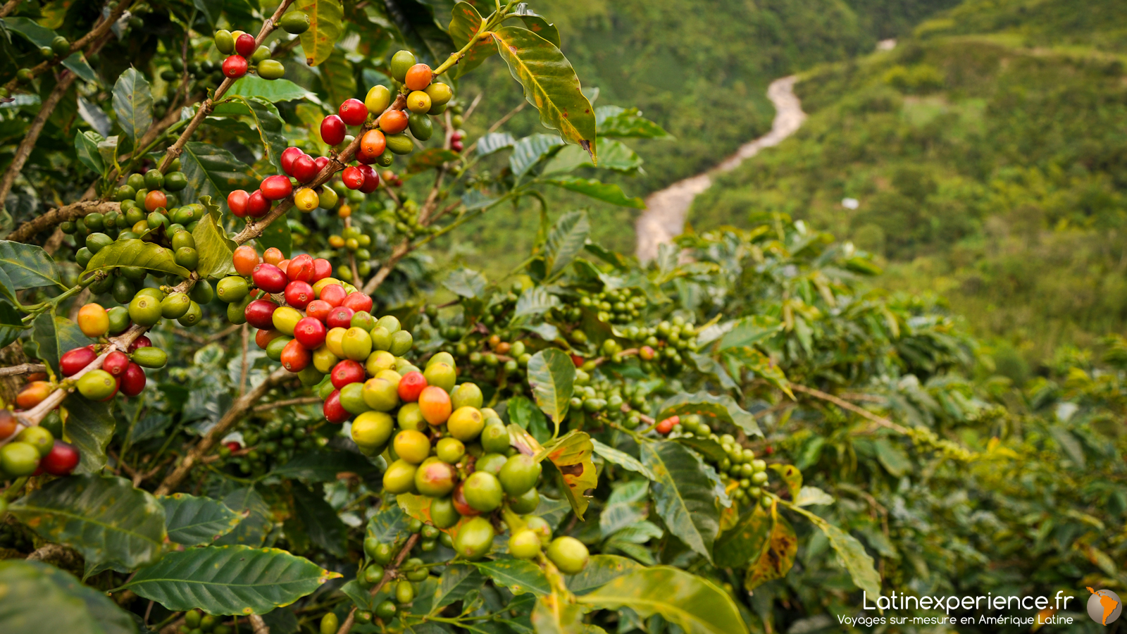 Colombie - San Agustin - paysage de café - Latinexperience-voyages