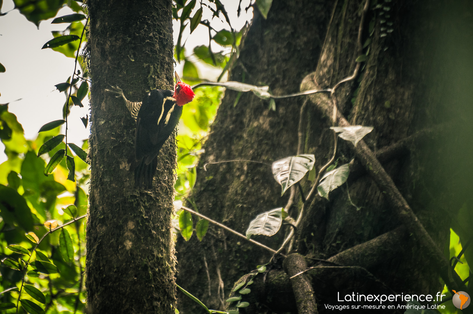 Costa Rica - Corcovado - Woody Woodpecker