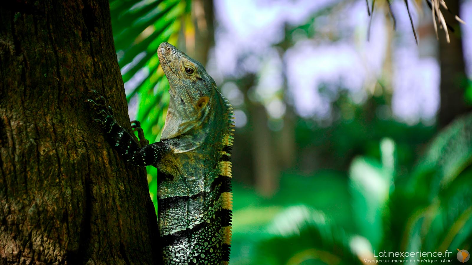 Costa Rica - Posada - Besos Del Viento - Latinexperience voyages