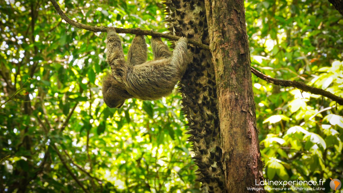 Costa Rica - Sierpe - Paresseu- Latinexperience