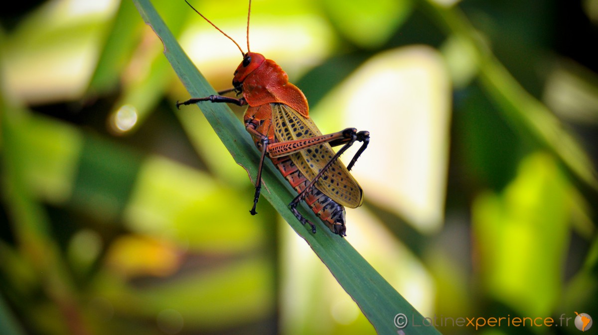 Costa Rica - Sierpe -Sauterelle géante - Latinexperience