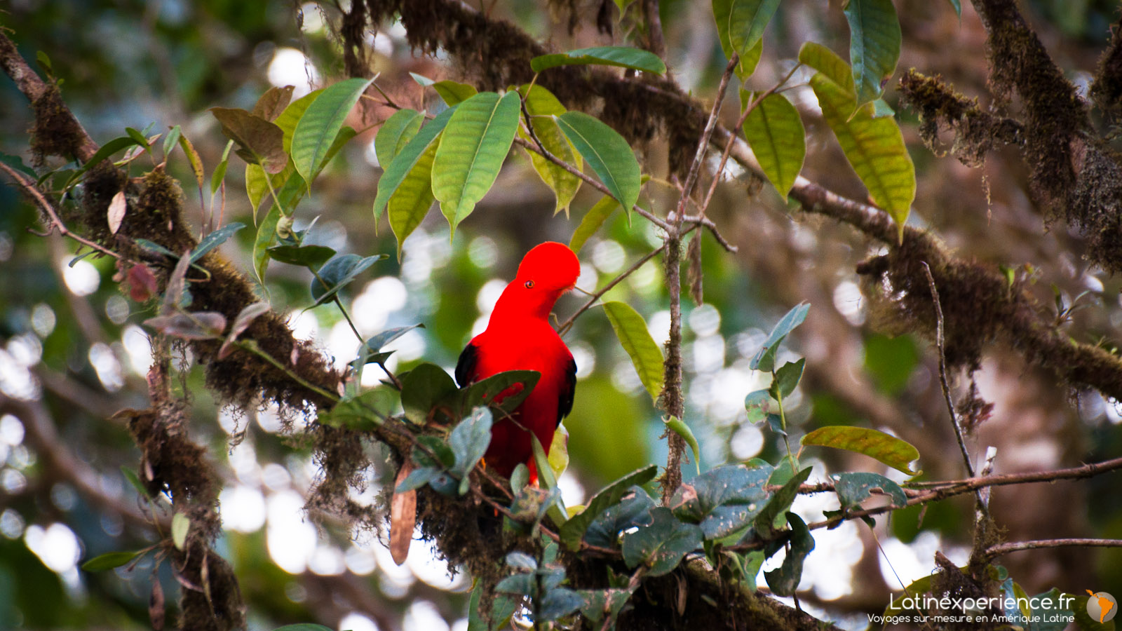 Equateur - Cok of the Rock - Latinexperience voyages