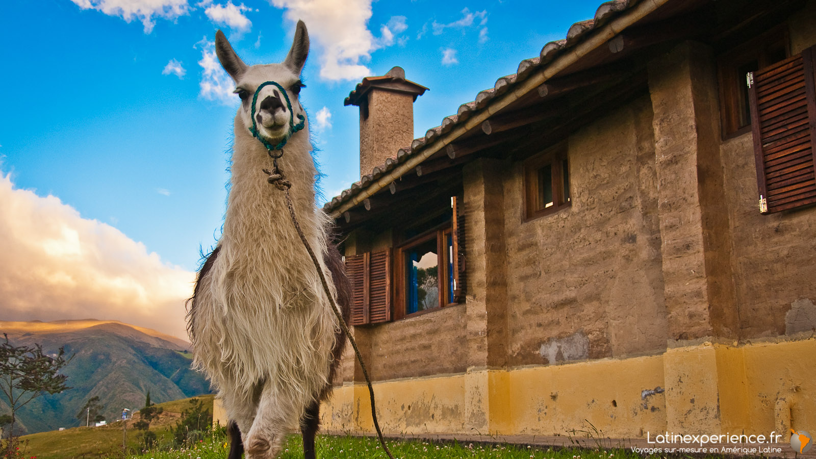 Equateur - Lama - Communautaire - Latinexperience voyages