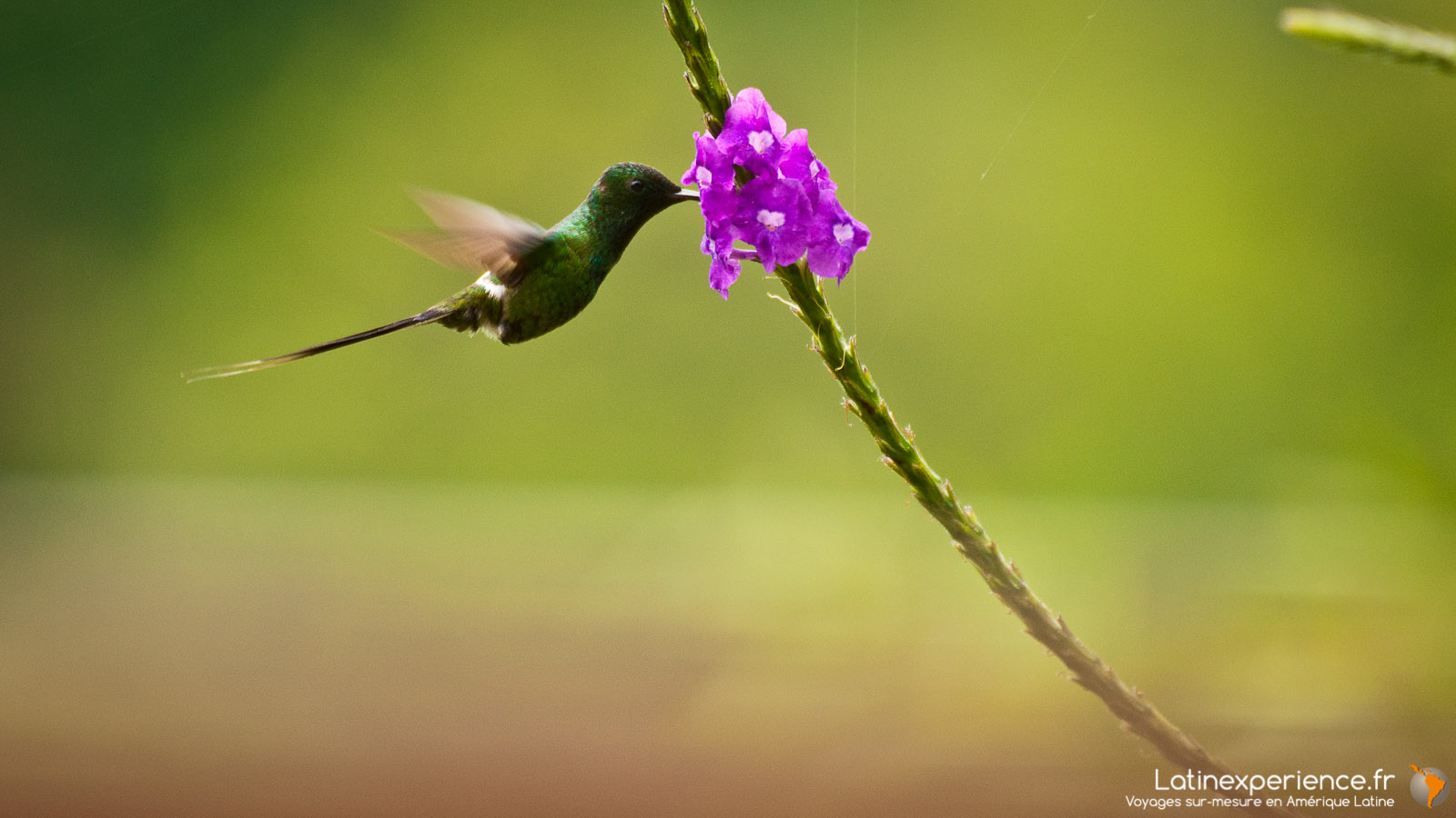 Equateur - Mindo - Colibri - voyage photo - Latinexperience voyages