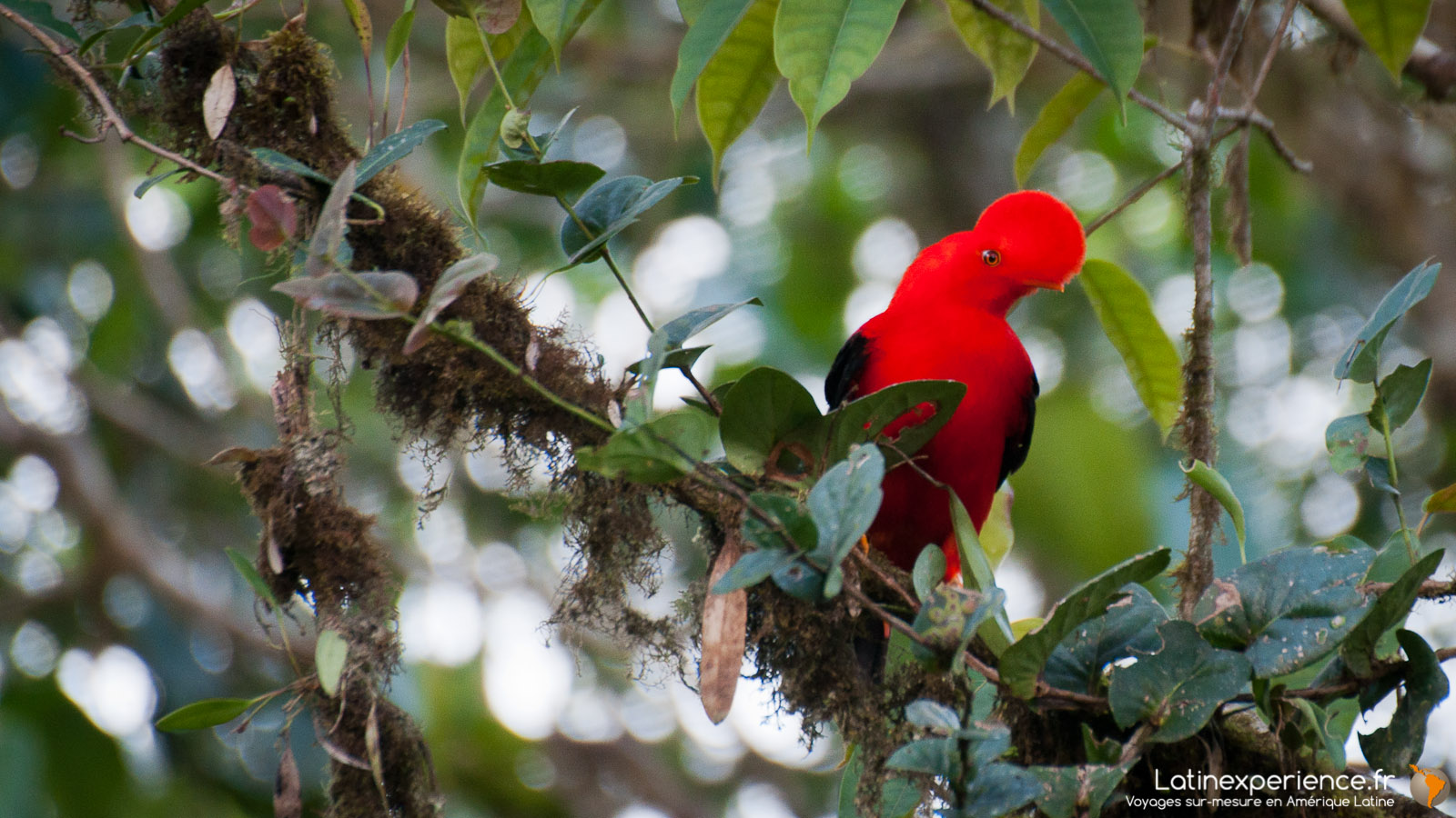 Equateur - Mindo - Cock of the Rock - voyage photo - Latinexperience voyages