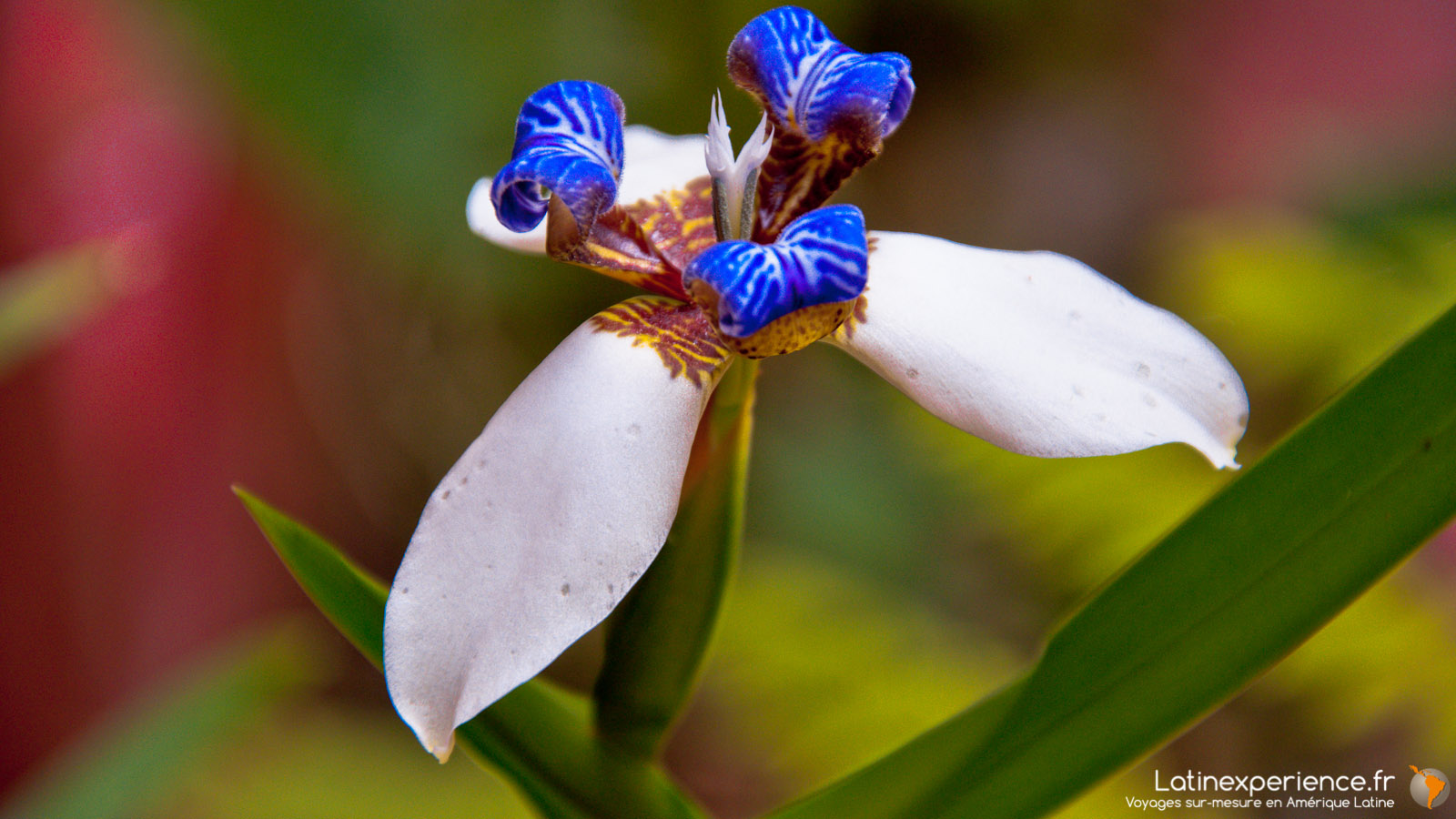 Equateur - Mindo - Orchidée famille - Latinexperience voyages