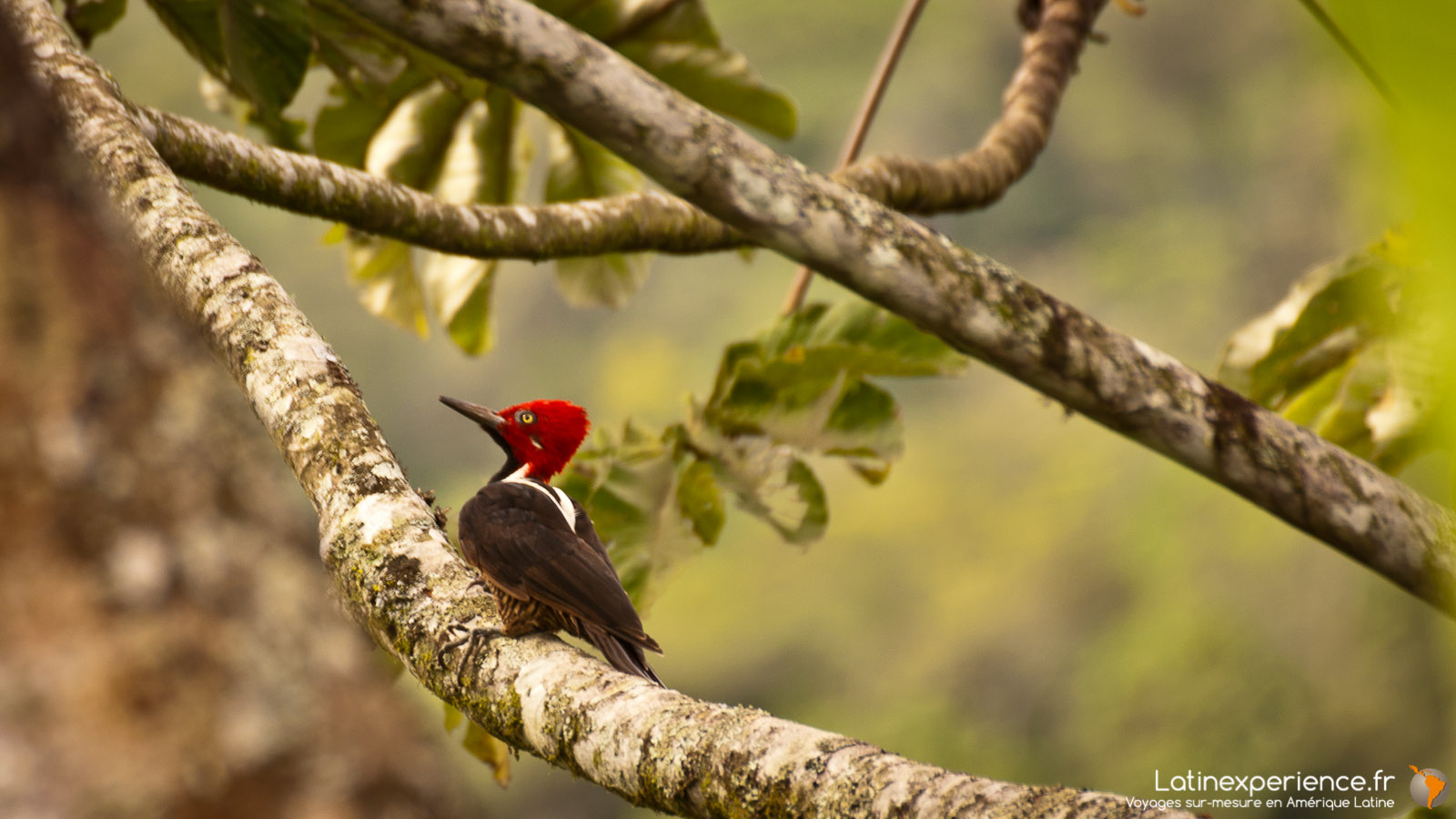 Equateur - Mindo - Woody wood Pecker - voyage photo - Latinexperience voyages