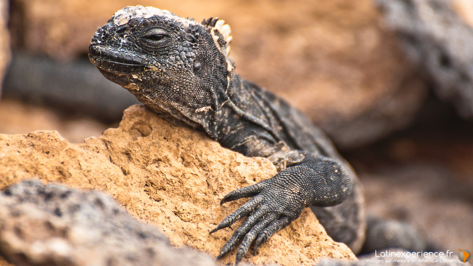 Galapagos - Bébé Iguane - Latinexperience voyages