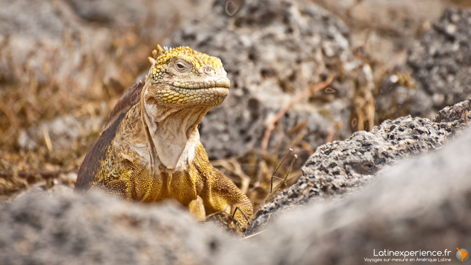 Galapagos - Iguane terrestre - Latinexperience voyages