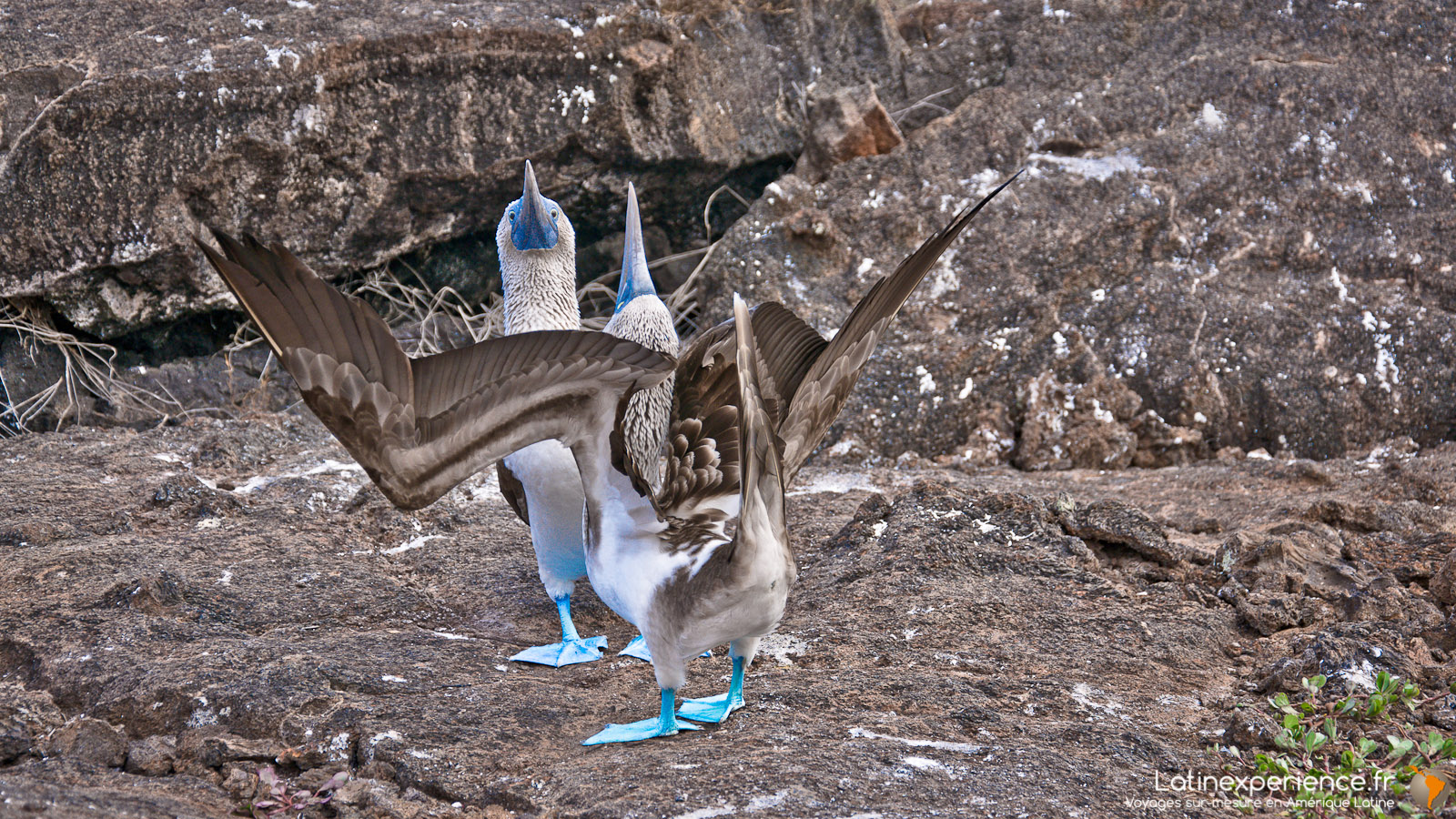 Galapagos - Los Tuneles - Latinexperience voyages