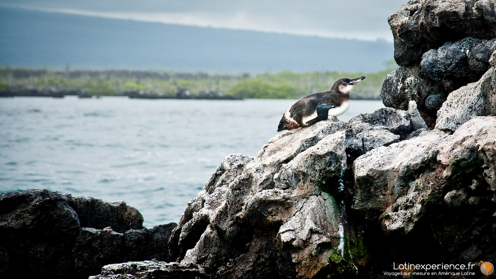 Galapagos - Los Tuneles - Pingouin - Latinexperience voyages
