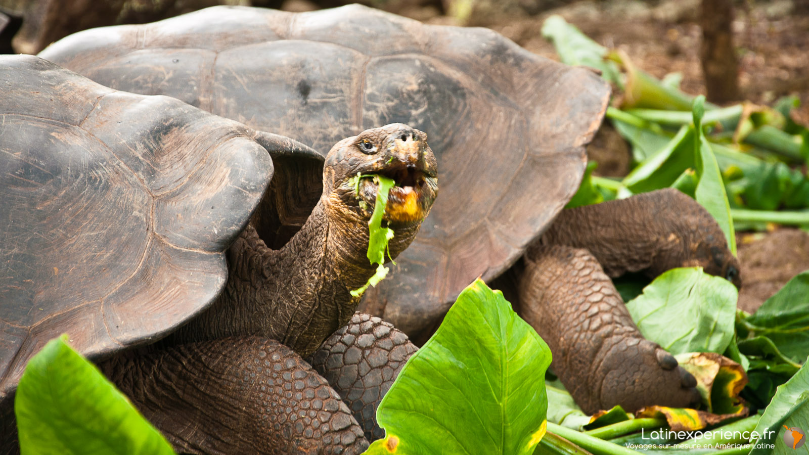 Galapagos - Tortue - Latinexperience voyages