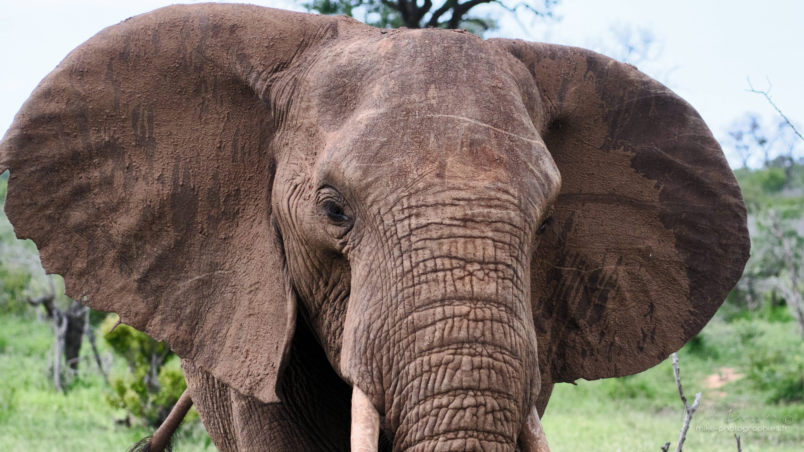 Voyage Afrique du Sud-Eléphant-Latinexperience voyages