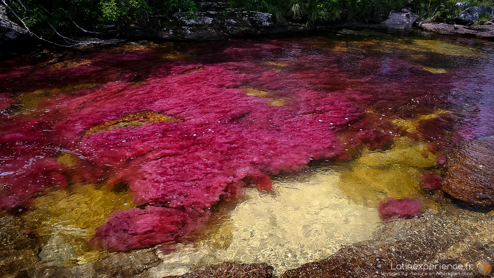 colombie - Caño Cristales - Latinexperience-voyages
