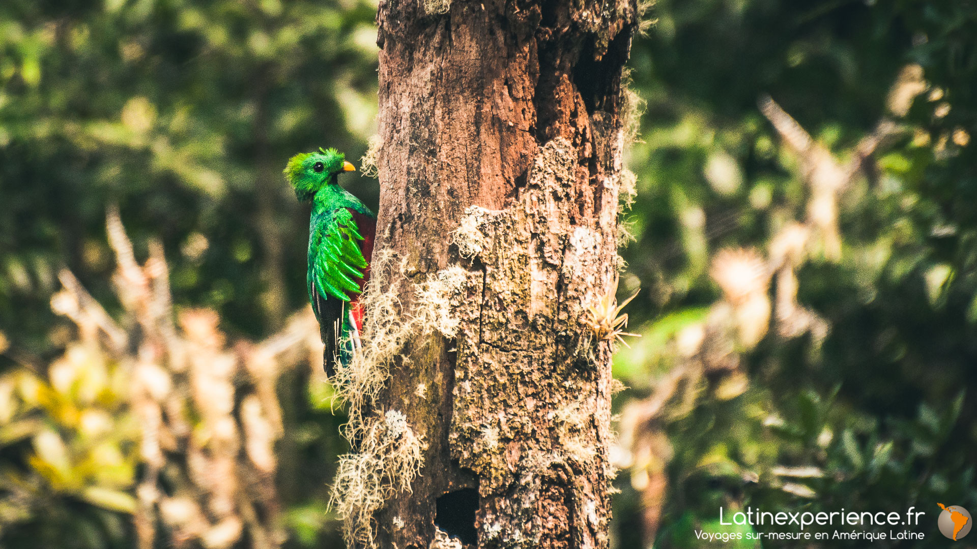 Costa Rica - Quetzal - Latinexperience voyages