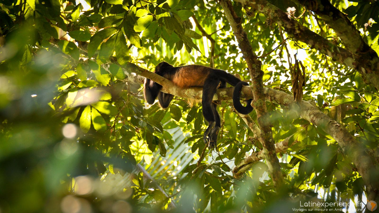 Itinéraire au Costa Rica - Sierpe - travel - Singe - Latinexperience voyages
