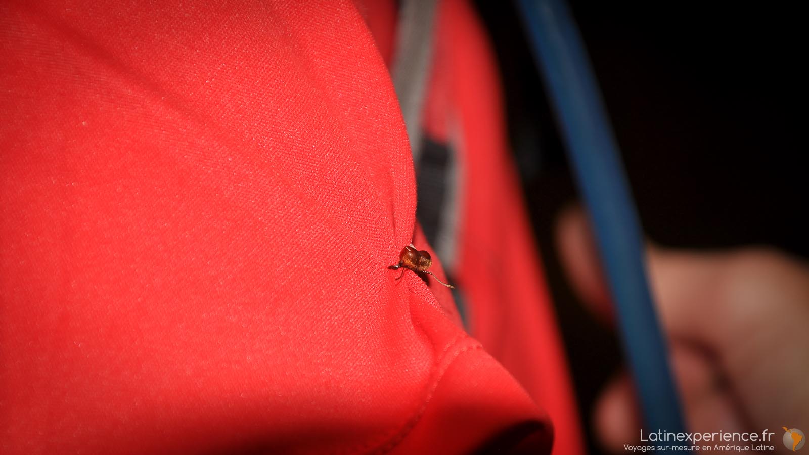 Activité Ccosta Rica - fourmis - Latinexperience voyages