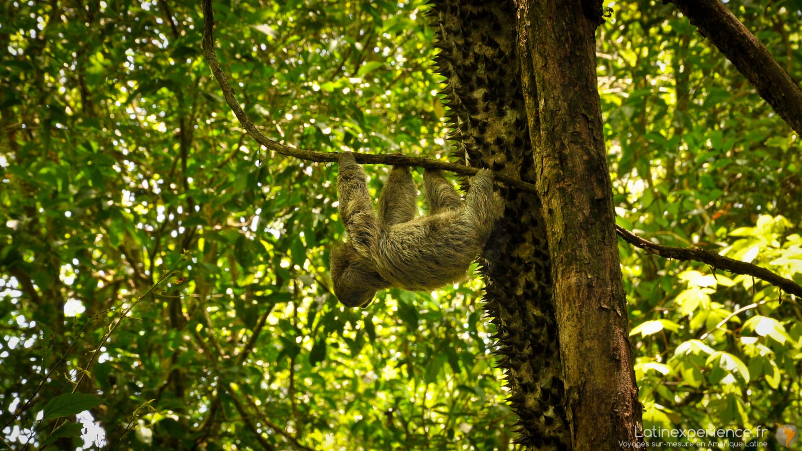 Itinéraire au Costa Rica - paresseux - Latinexperience voyages