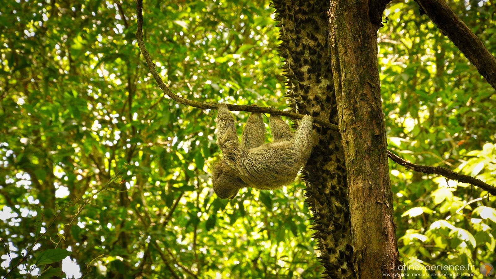Activité Costa Rica - paresseux - Latinexperience voyages