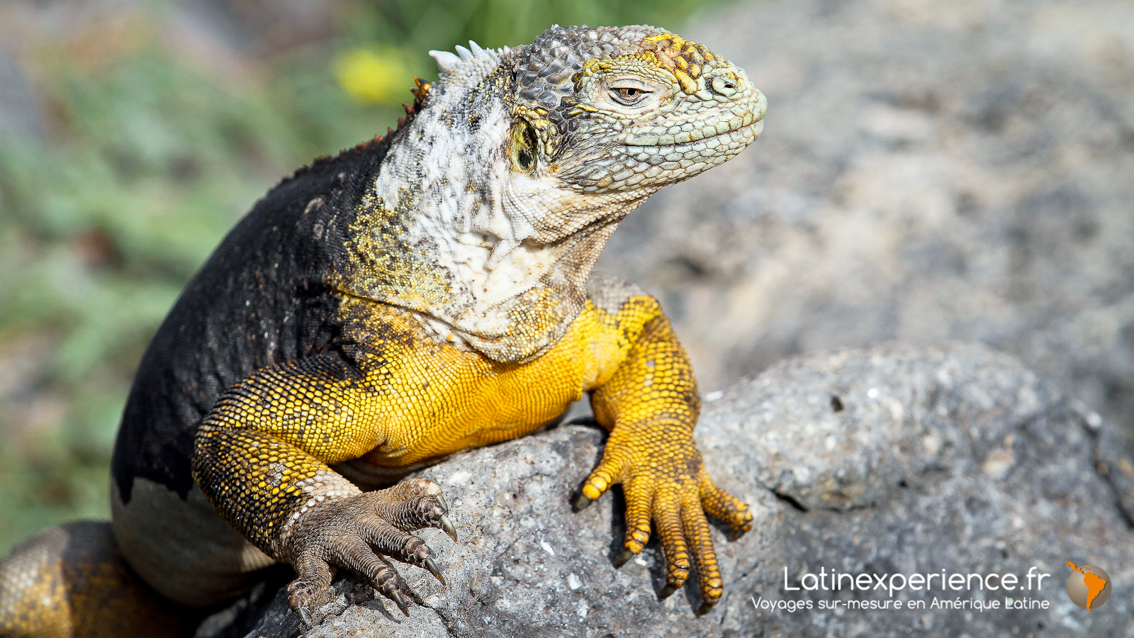 Equateur - Nature - Galapagos - Iguane Latinexperience voyages