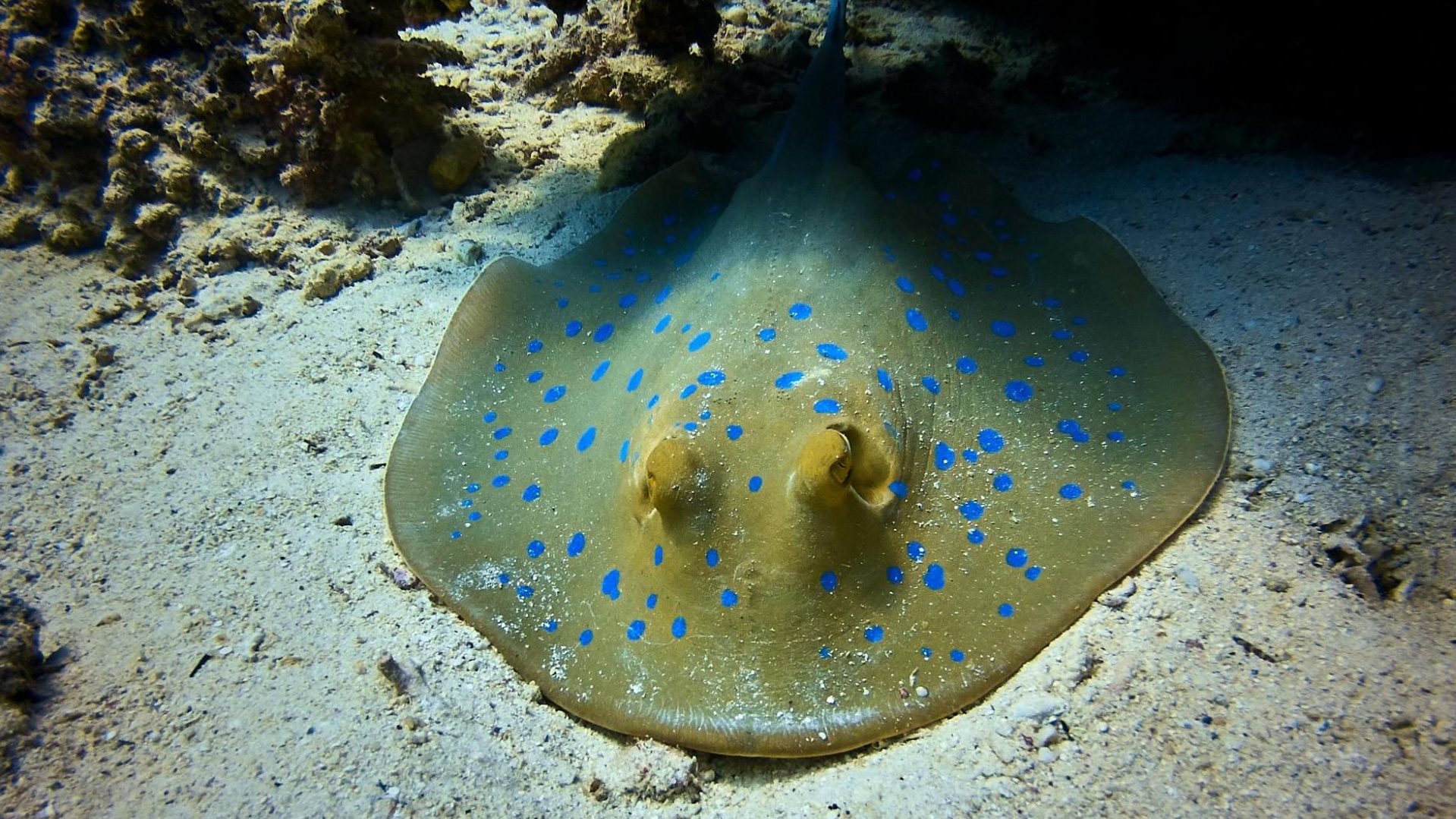 plongée panama