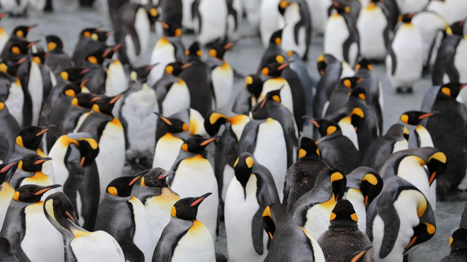que faire en antarctique