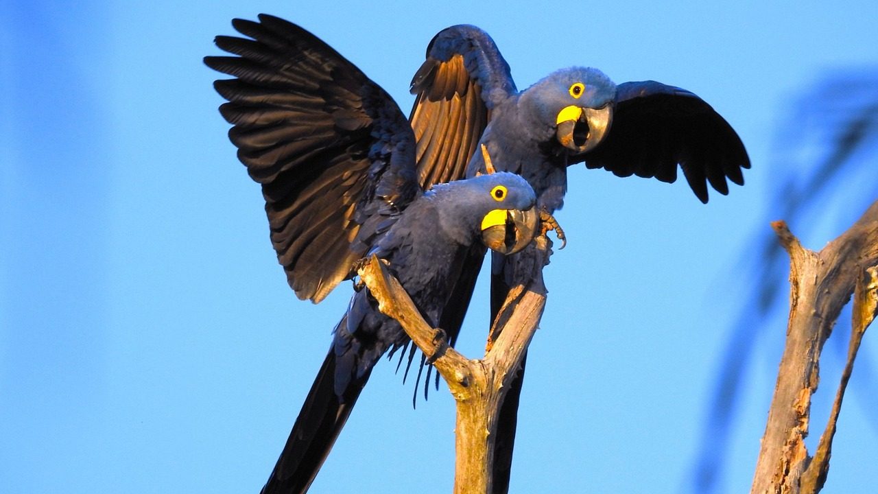 Pantanal brésilien